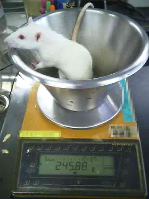 動物用体重計